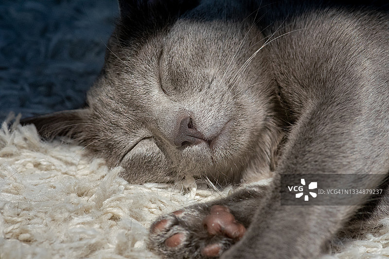 睡觉的灰色猫咪图片素材