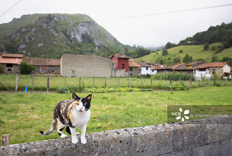 三色猫的肖像图片素材