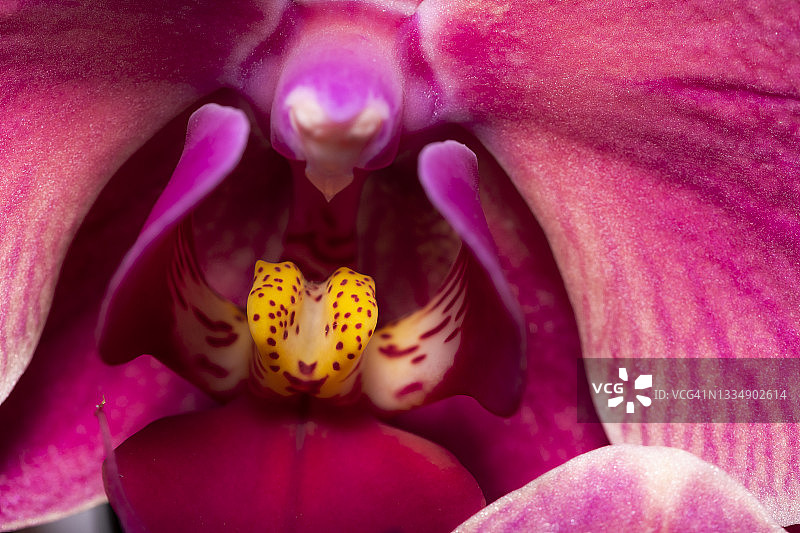 绚丽的粉色兰花图片素材