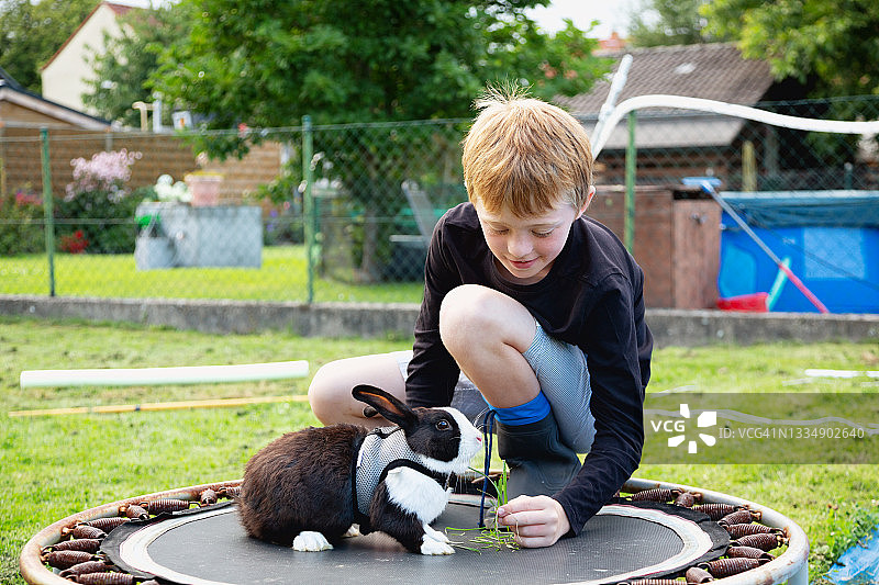 男孩用草喂他的兔子图片素材