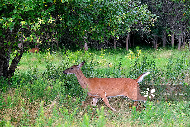 白尾鹿穿梭于森林中图片素材