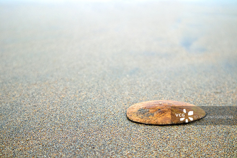 加利福尼亚州圣克鲁斯海滩上的海钱图片素材