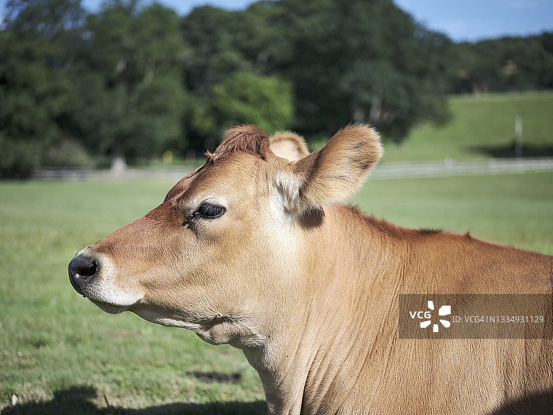 泽西母牛图片素材