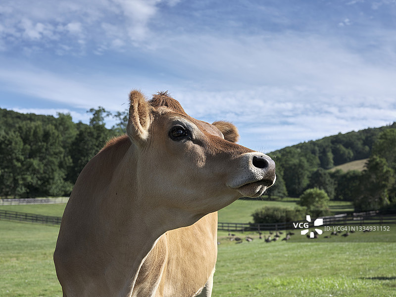 泽西母牛图片素材
