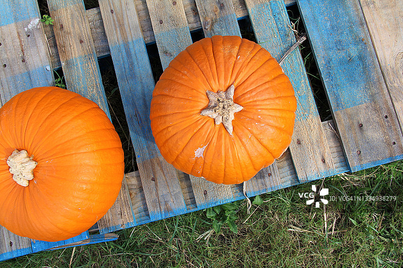 南瓜地里的两个南瓜图片素材