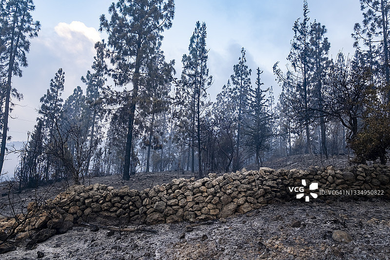 耶路撒冷山区的野火图片素材