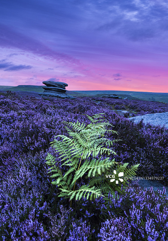 野生石楠花和酸橙图片素材