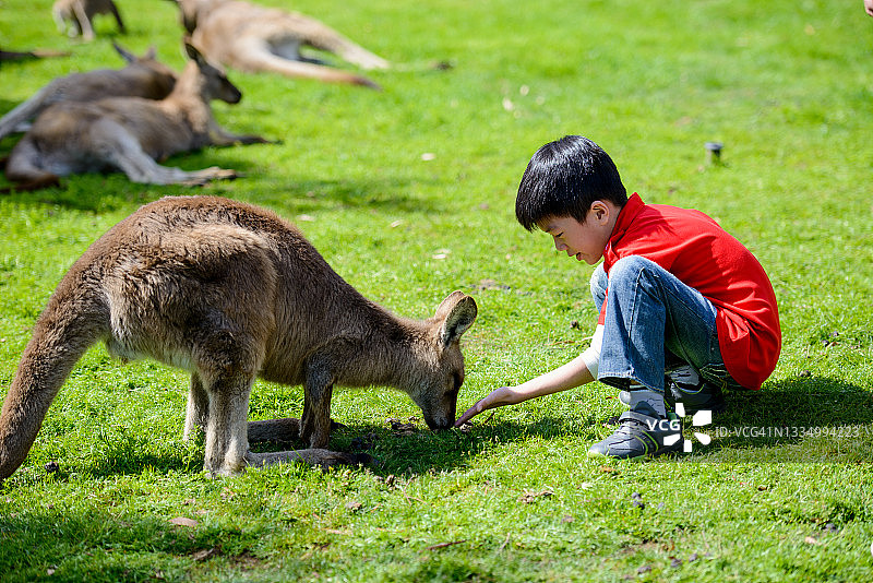 男孩喂袋鼠图片素材