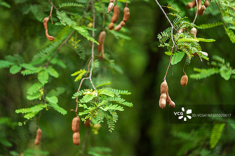 新鲜罗望子图片素材