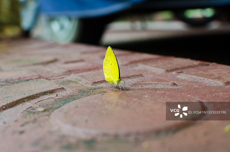 黄粉蝶图片素材