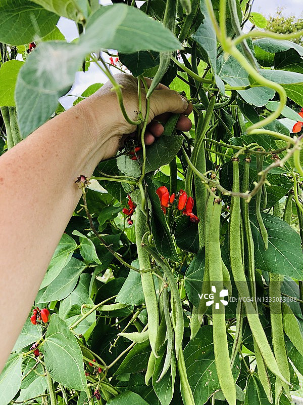 采摘菜豆图片素材