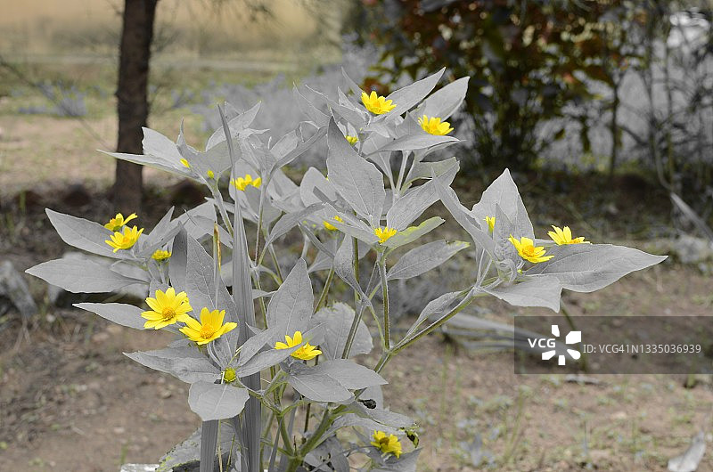 具有选择性黄色花瓣的黄色花朵图片素材