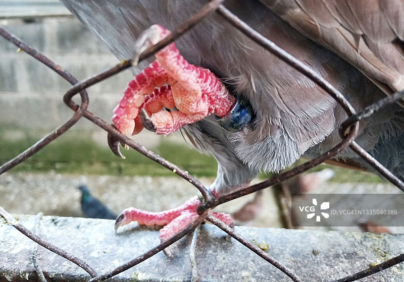 鸽子脚上的戒指图片素材