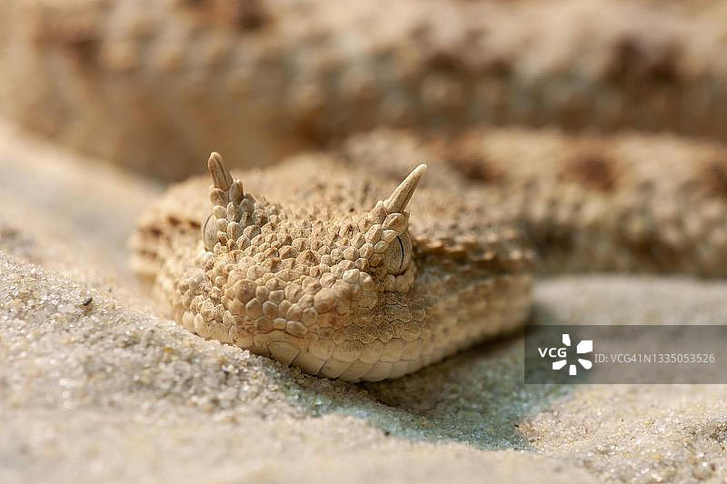 撒哈拉角蝰（Cerastes cerastes），圈养，德国图片素材