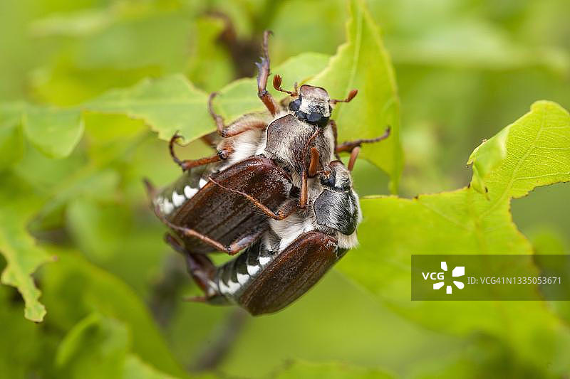 五月金龟子交配，德国北莱茵-威斯特法伦州埃ifel国家公园图片素材