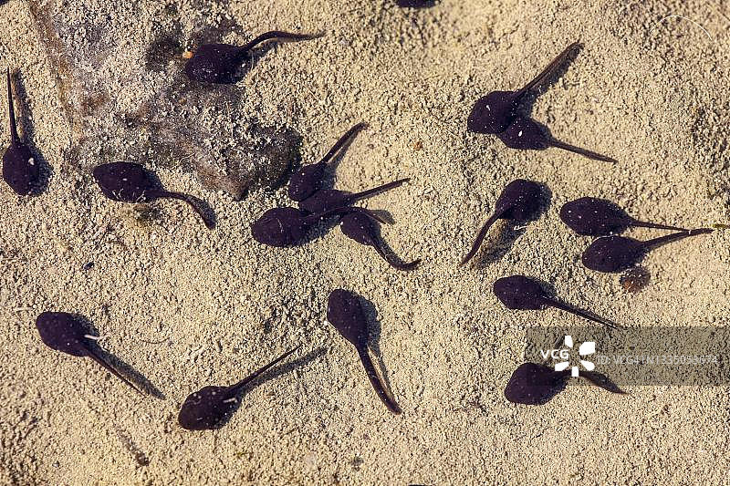 德国雨水坑中的蝌蚪图片素材