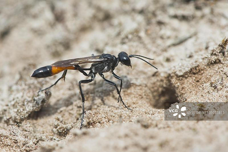 红带沙泥蜂：德国下萨克森州埃姆斯兰图片素材