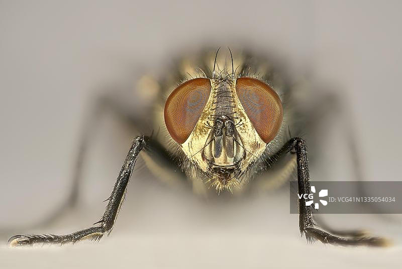 肉蝇特写，德国图片素材