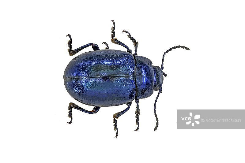 德国，蓝色薄荷叶甲虫图片素材