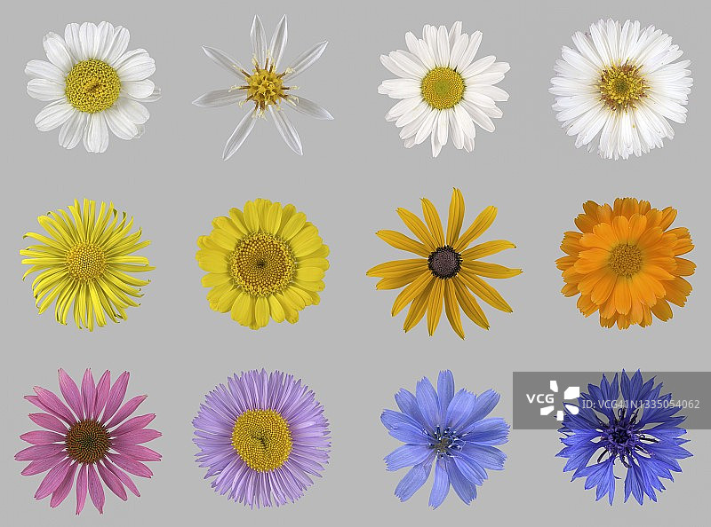 菊科植物，花卉，图片面板，德国图片素材