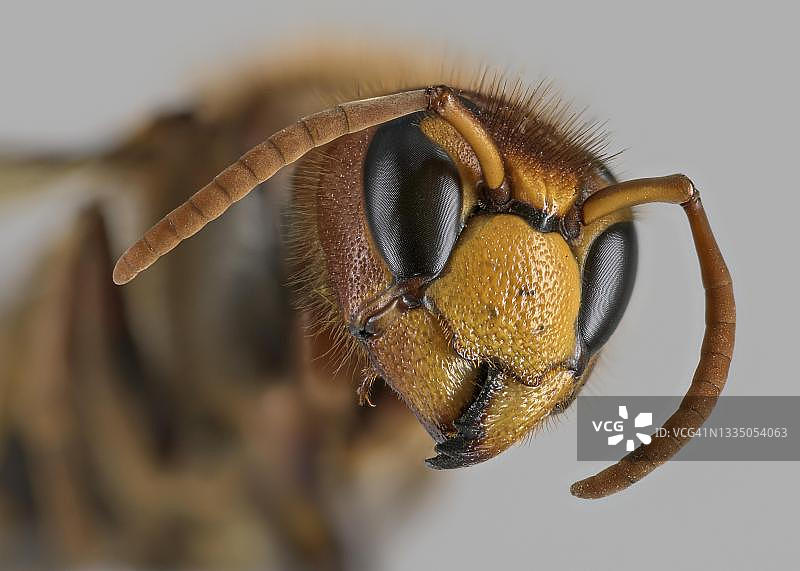 欧洲大黄蜂特写（德国）图片素材