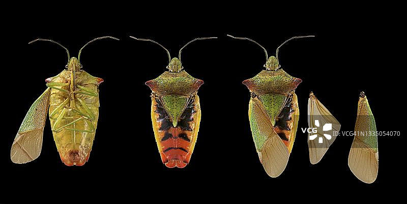 山楂盾蝽（Acanthosoma haemorrhoidale），图片，德国图片素材