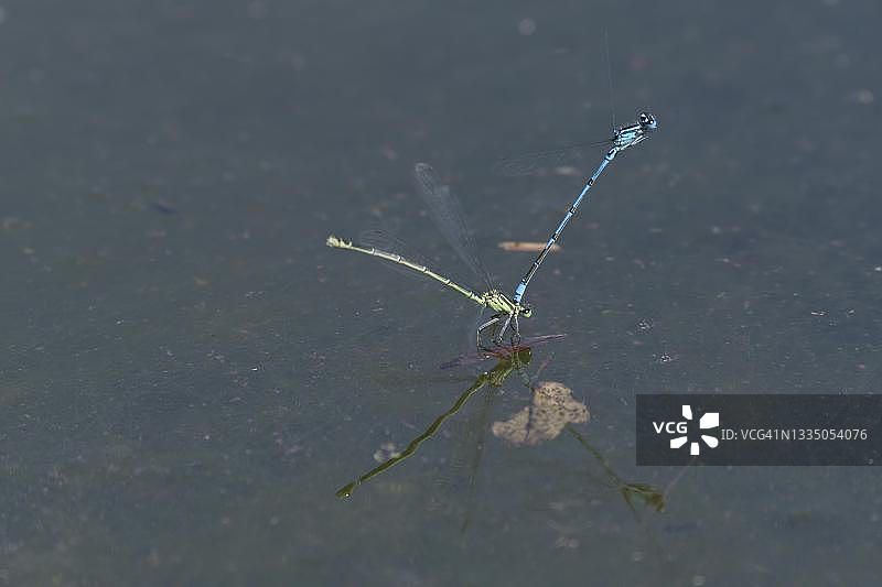 德国，正在产卵的蔚蓝豆娘图片素材