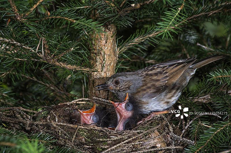 hedge accentor（Prunella modularis）老鸟用食物喂养巢中的幼鸟，德国巴登-符腾堡州图片素材