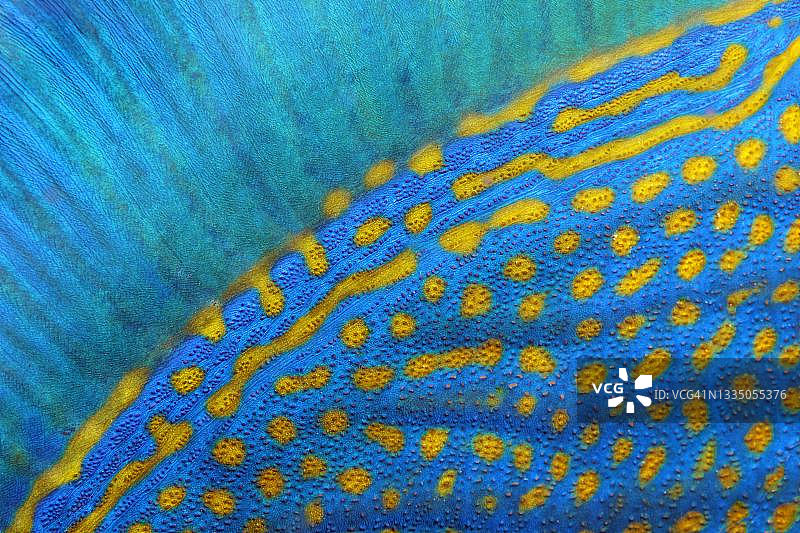 蓝纹炮弹鱼(Pseudobalistes fuscus)的背鳍和鳞片细节，红海，埃及Fury Shoals图片素材