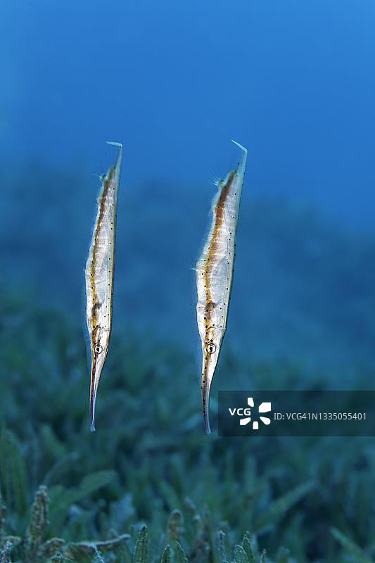 点纹海龙在红海埃及海草床中游动图片素材