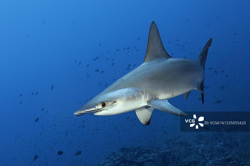 红海双髻鲨，游弋于珊瑚礁之上，埃及代达罗斯礁图片素材