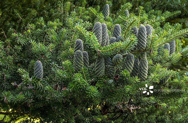 韩国冷杉（abies koreana）球果，波兰图片素材