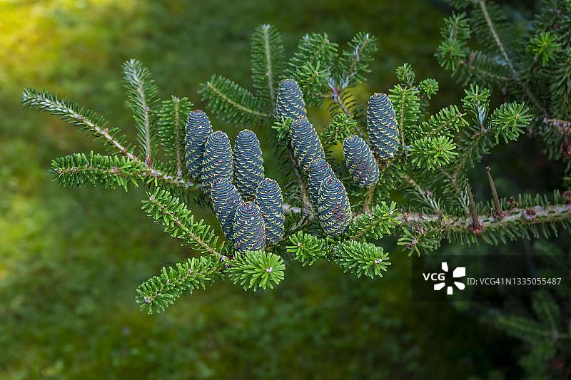 韩国冷杉（abies koreana）球果，波兰图片素材