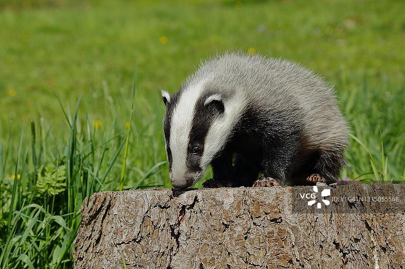 欧洲獾幼崽坐在树桩上，德国北莱茵-威斯特法伦图片素材