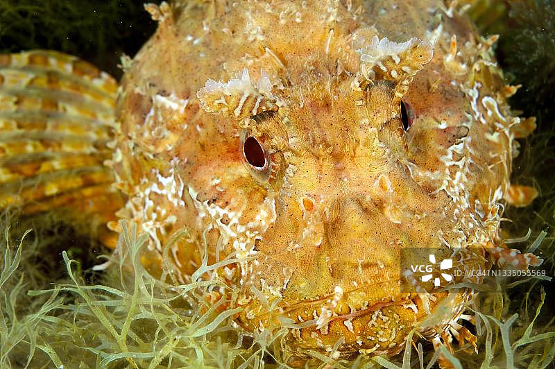 大红蝎子鱼（Scorpaena scrofa）的头部和展开的胸鳍，地中海，厄尔巴岛，意大利图片素材