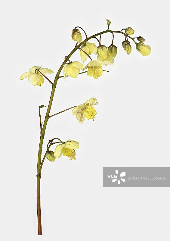 硫磺色淫羊藿花，德国图片素材