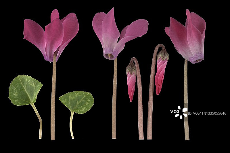 杂交波斯仙客来花苞叶子图片（德国）图片素材