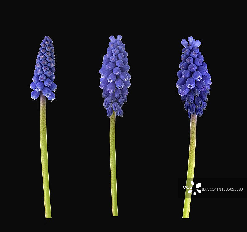 亚美尼亚葡萄风信子，花，图片面板，德国图片素材