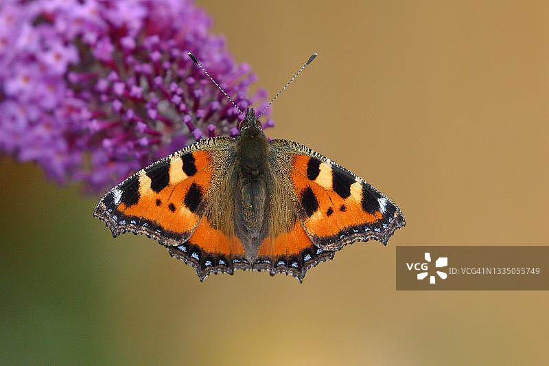 德国北莱茵-威斯特法伦州：夏季丁香或蝴蝶灌木上的小乌龟蛱蝶图片素材