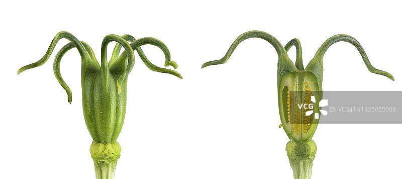 黑种草，子房和雌蕊，地中海地区，德国图片素材