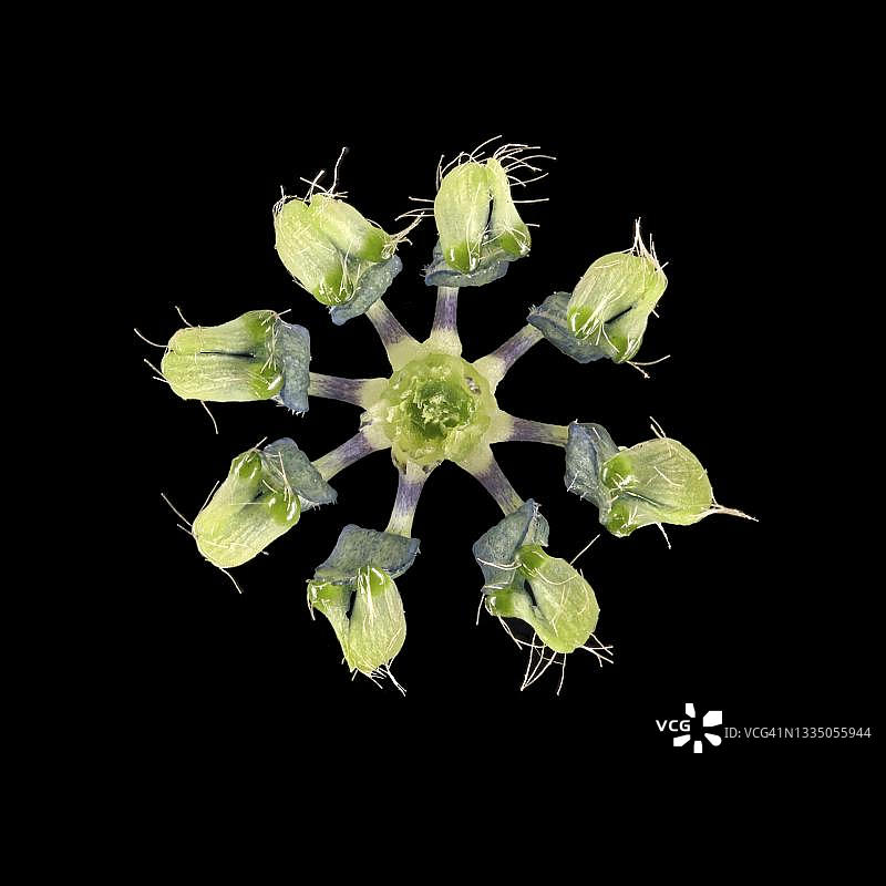 黑种草花蜜叶地中海地区，德国图片素材