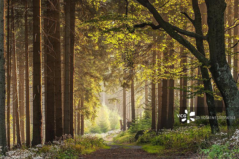 德国哈尔茨国家公园的森林徒步小径图片素材