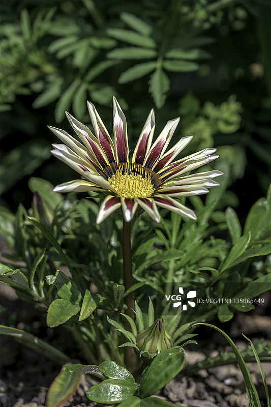 花园里的大波斯菊特写图片素材