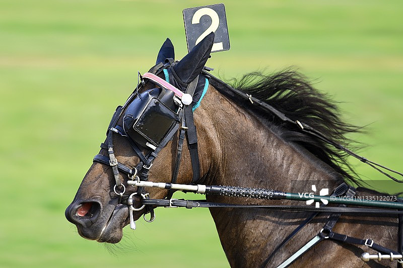 带有马具和挽具的马图片素材