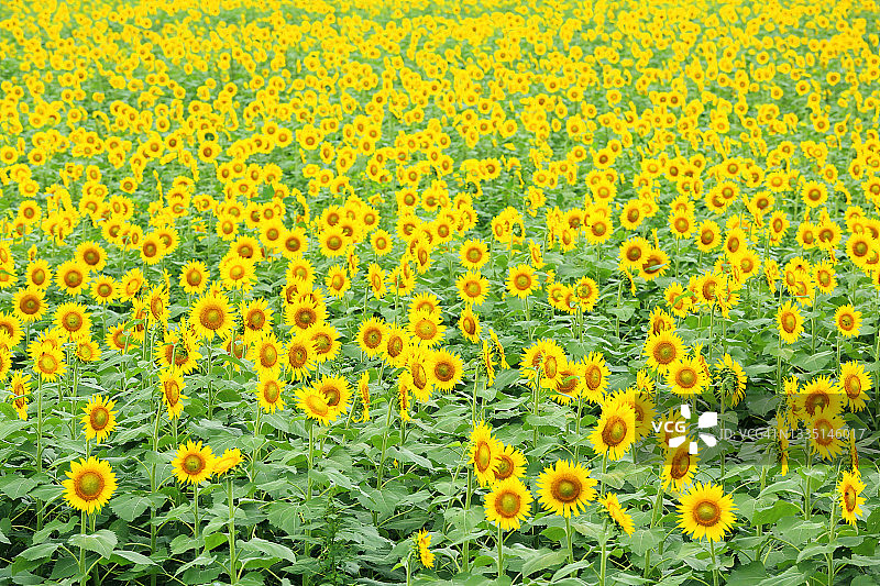 朝气蓬勃排列的向日葵图片素材