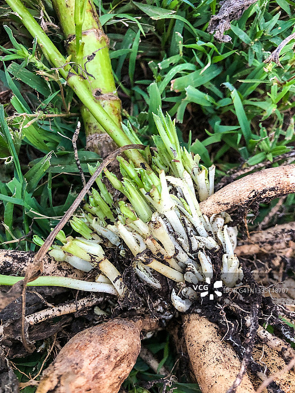 带叶瘿的大丽花块茎图片素材