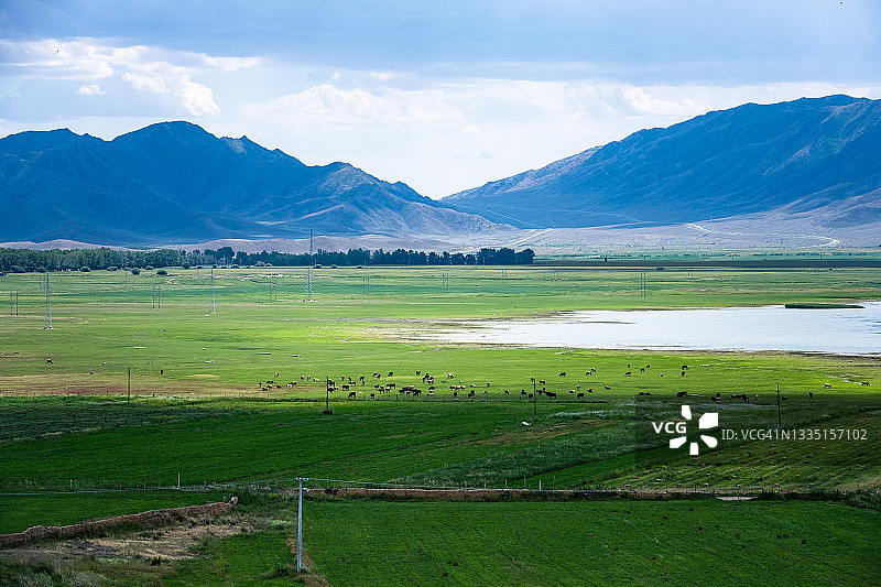 天山脚下的牧场，绿草如茵，羊群成群。中国新疆维吾尔自治区。图片素材