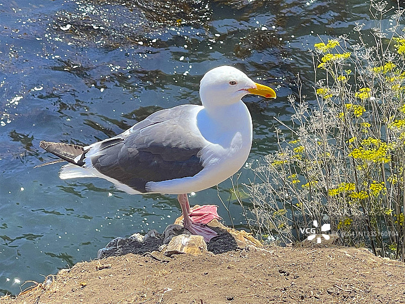 皮斯莫海滩附近贝壳海滩悬崖上海鸥特写图片素材