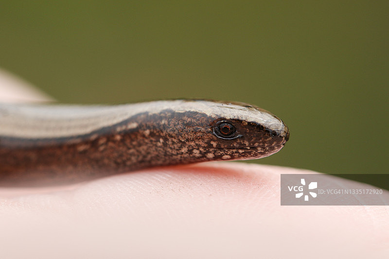 一条幼小的 европейский веретенница（ европейский веретенница 的幼体）在人的手指上取暖图片素材