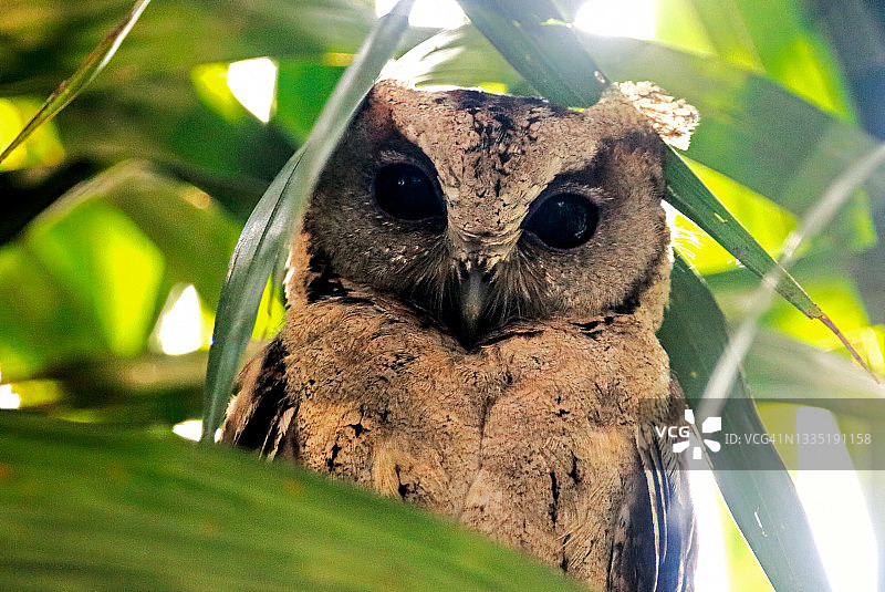 泰国美丽的鹰鸮栖息在树上图片素材